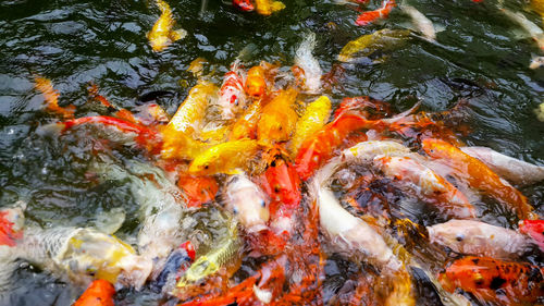 Beautiful koi