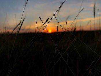 Silhouette plants on field against sky during sunset