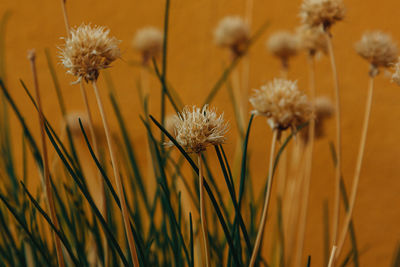 Close-up of wilted flowering plant on field