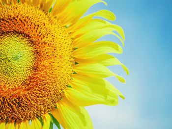 Close-up of yellow sunflower against sky