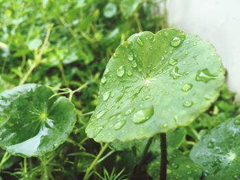 Close-up of wet plant leaves during rainy season