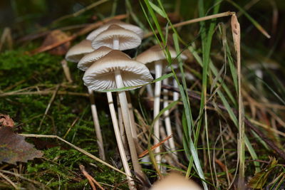 Close-up of mushroom growing in forest