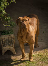 Portrait of dog standing outdoors