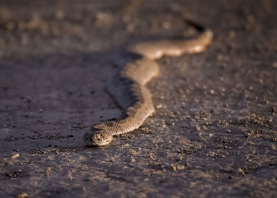 Close-up of lizard on land