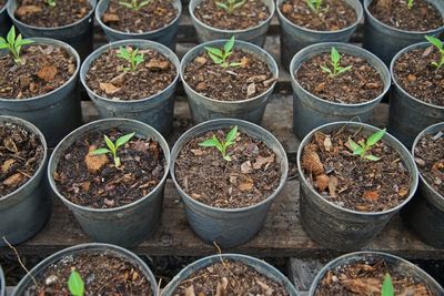 Full frame shot of potted plants in greenhouse