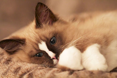 Close-up portrait of a cat