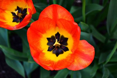 Close-up of orange flower