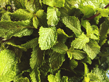Full frame shot of fresh green leaves