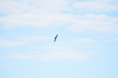 Low angle view of bird flying in sky