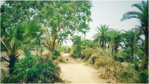 Footpath amidst trees