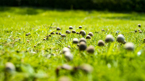 Close-up of sheep on grass