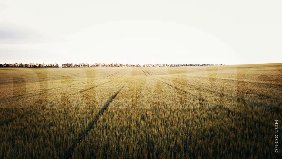 SCENIC VIEW OF WHEAT FIELD