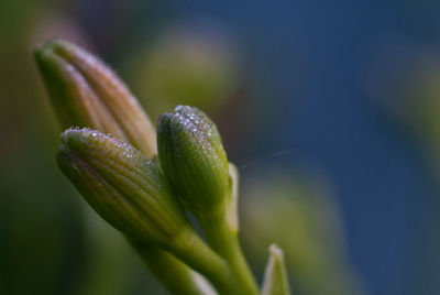 Close-up of plant against blurred background