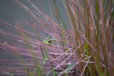 Close-up of bird on grass