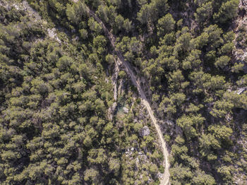 High angle view of trees in forest