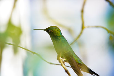 Close-up of bird perching on branch