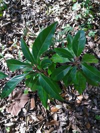 Close-up of plant