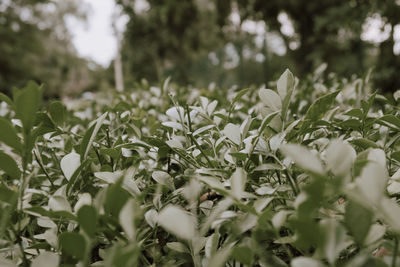 Close-up of white flowering plants on field