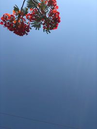 Low angle view of tree against clear blue sky