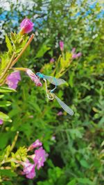 Close-up of butterfly pollinating on pink flower
