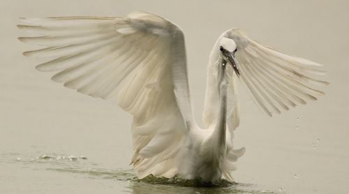 Close-up of egret flapping wings on lake