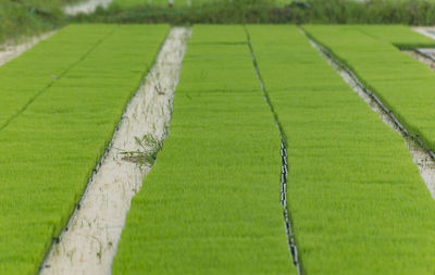 Scenic view of agricultural field