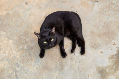 High angle portrait of black cat against concrete wall