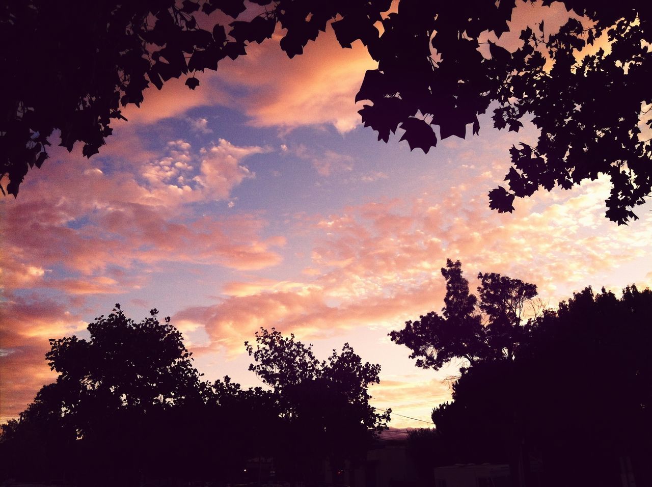 silhouette, tree, sunset, sky, beauty in nature, cloud - sky, scenics, tranquility, tranquil scene, orange color, nature, low angle view, growth, idyllic, cloud, cloudy, dramatic sky, dusk, branch, outdoors