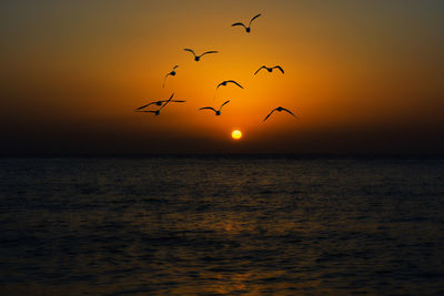 Silhouette birds flying over sea against sky during sunset