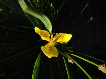 Close-up of yellow flowers