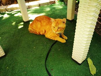 High angle view of cat sitting