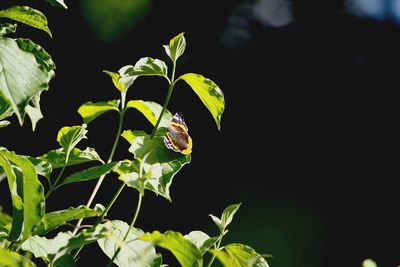 Close-up of insect perching on plant