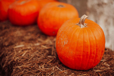 Close-up of pumpkin on field