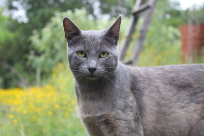 Close-up portrait of a cat