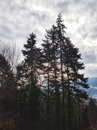 Low angle view of pine trees in forest against sky