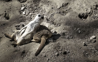 High angle view of camel on field