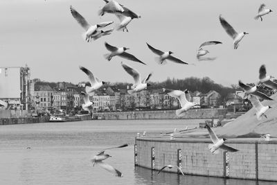 Seagulls flying over city