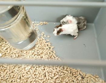 View of food in tray