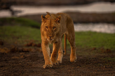 Young male lion crosses riverbank towards camera