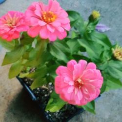 Close-up of pink flowers