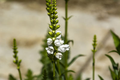 Close-up of white flowering plant