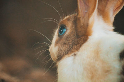 Close-up of a rabbit looking away