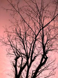 Low angle view of silhouette bare tree against sky at sunset