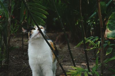 Cat looking away