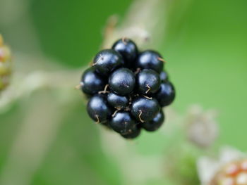 Close-up of berries