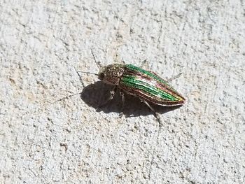 High angle view of insect on rock