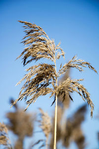 Low angle view of plant against clear blue sky