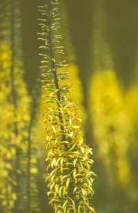 Close-up of plant growing on field