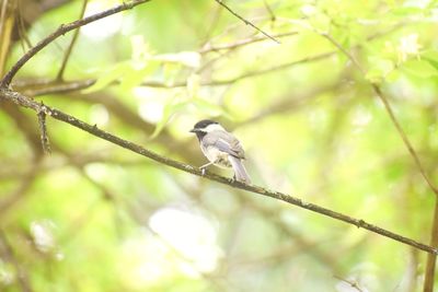 Close-up of bird perching on branch