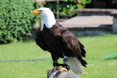 Close-up of eagle perching on a field